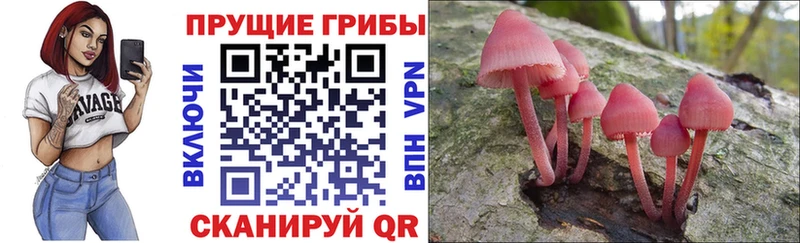 Псилоцибиновые грибы мухоморы где купить наркоту блэк спрут tor Каспийск