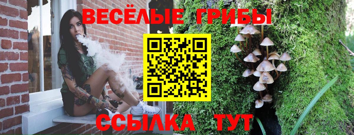 Псилоцибиновые грибы Psilocybe Каспийск